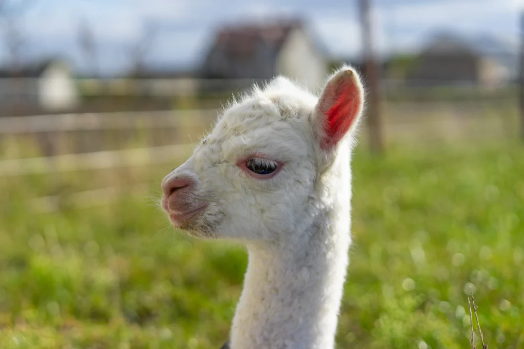 hola alpaca