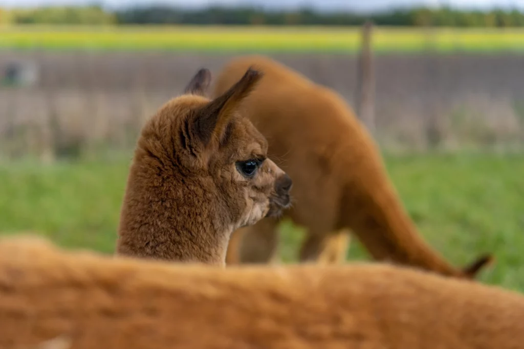 hola alpaca