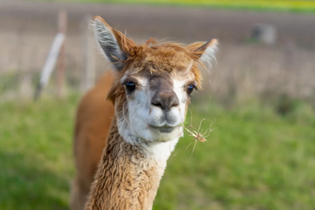 hola alpaca
