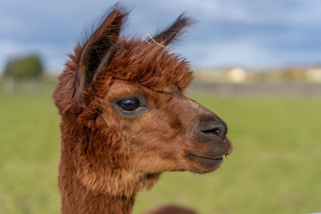 hola alpaca