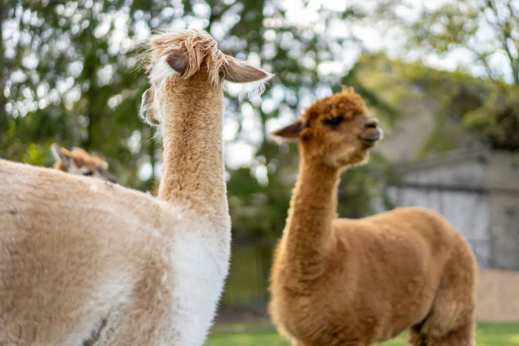 hola alpaca