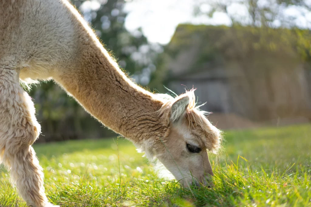 hola alpaca