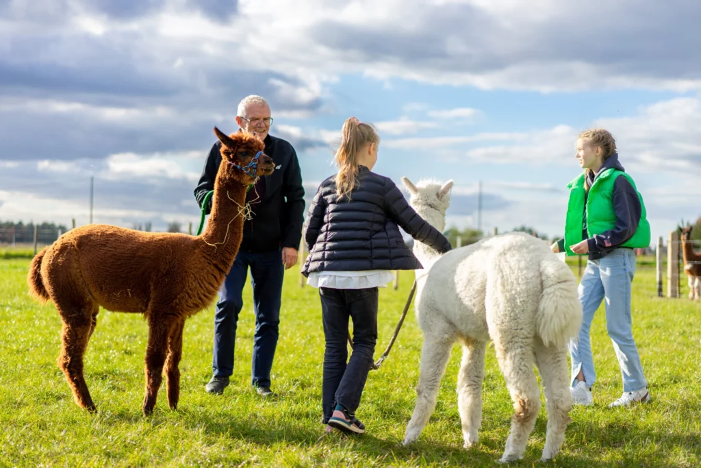hola alpaca