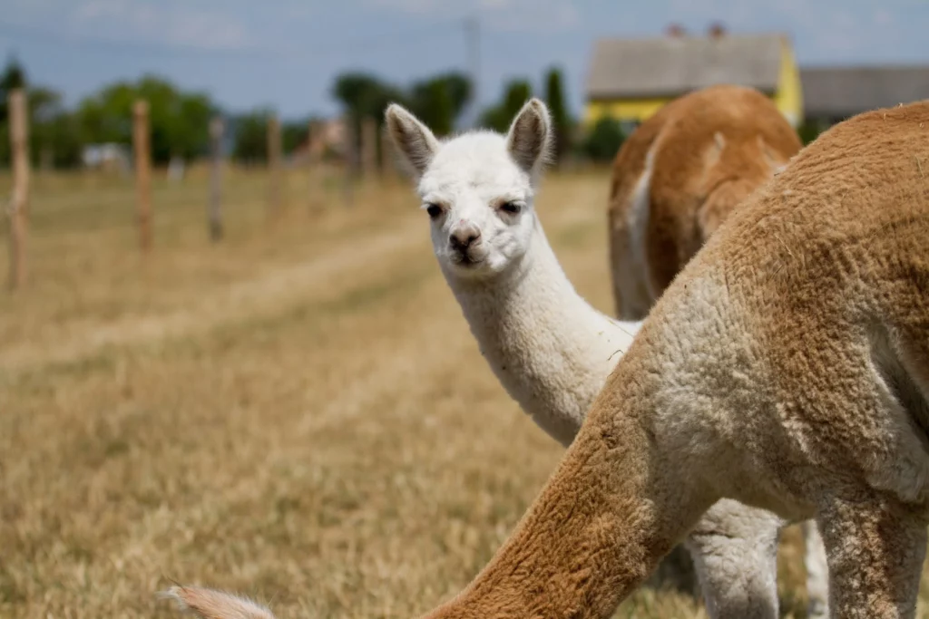 hola alpaca