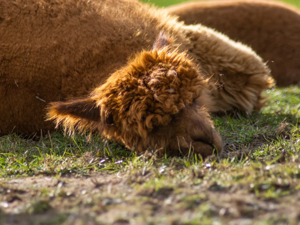 hola alpaca