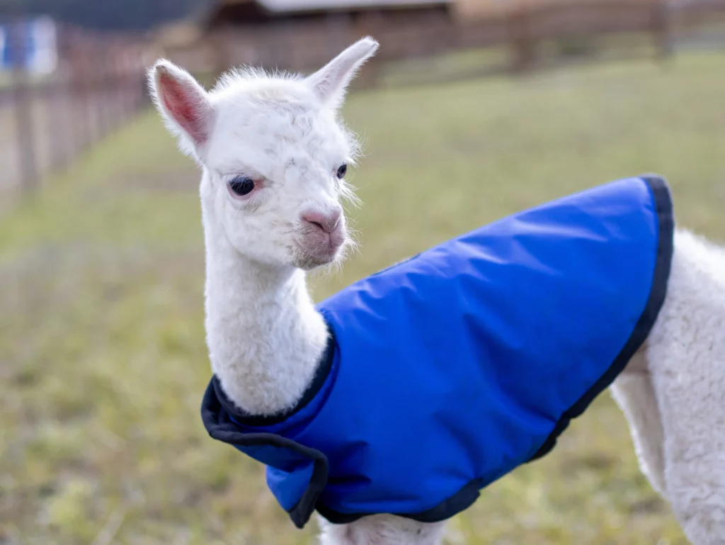 hola alpaca