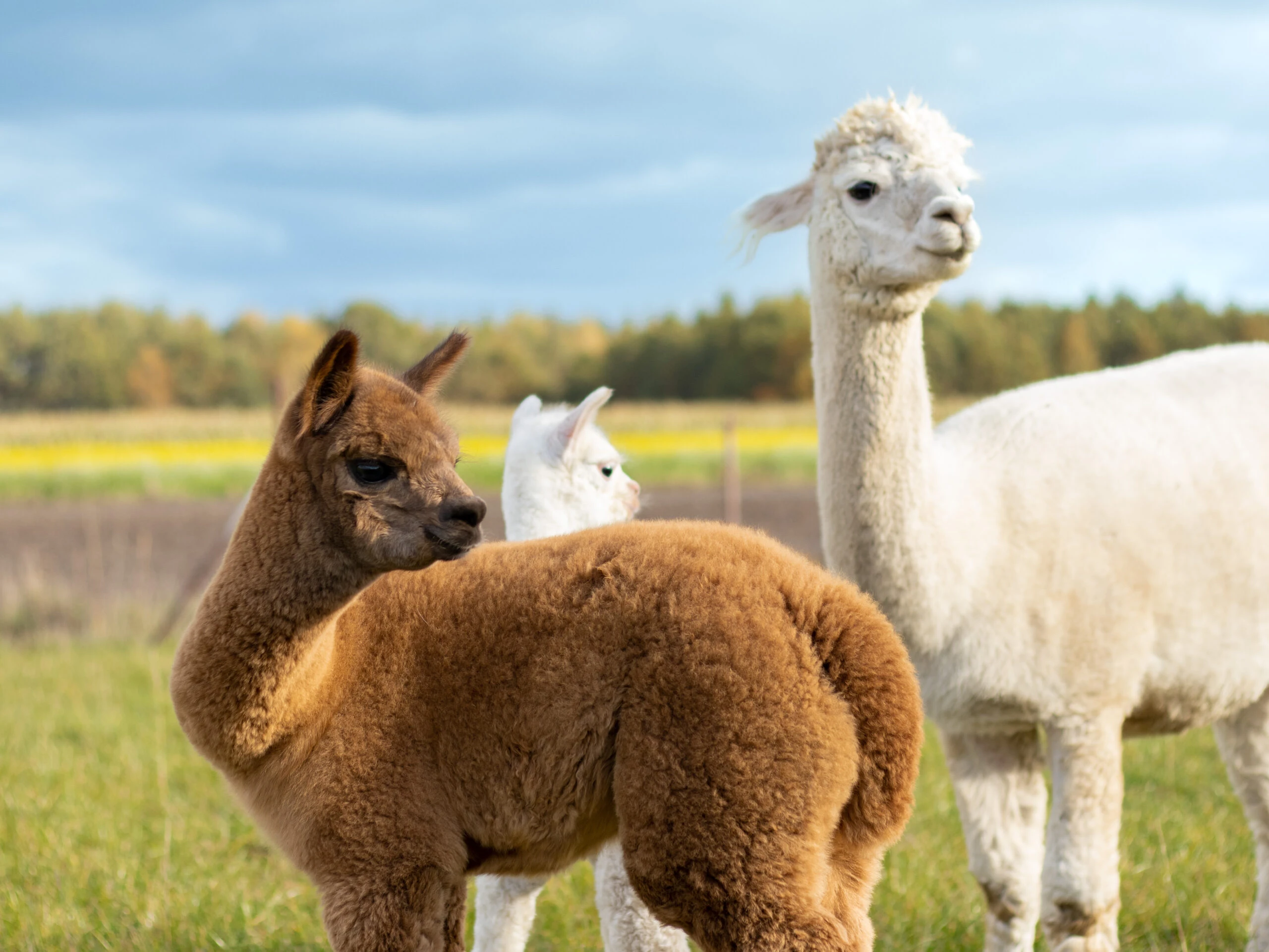 hola alpaca