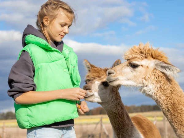 IMG_2043-scaled hola alpaca