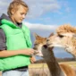 hola alpaca