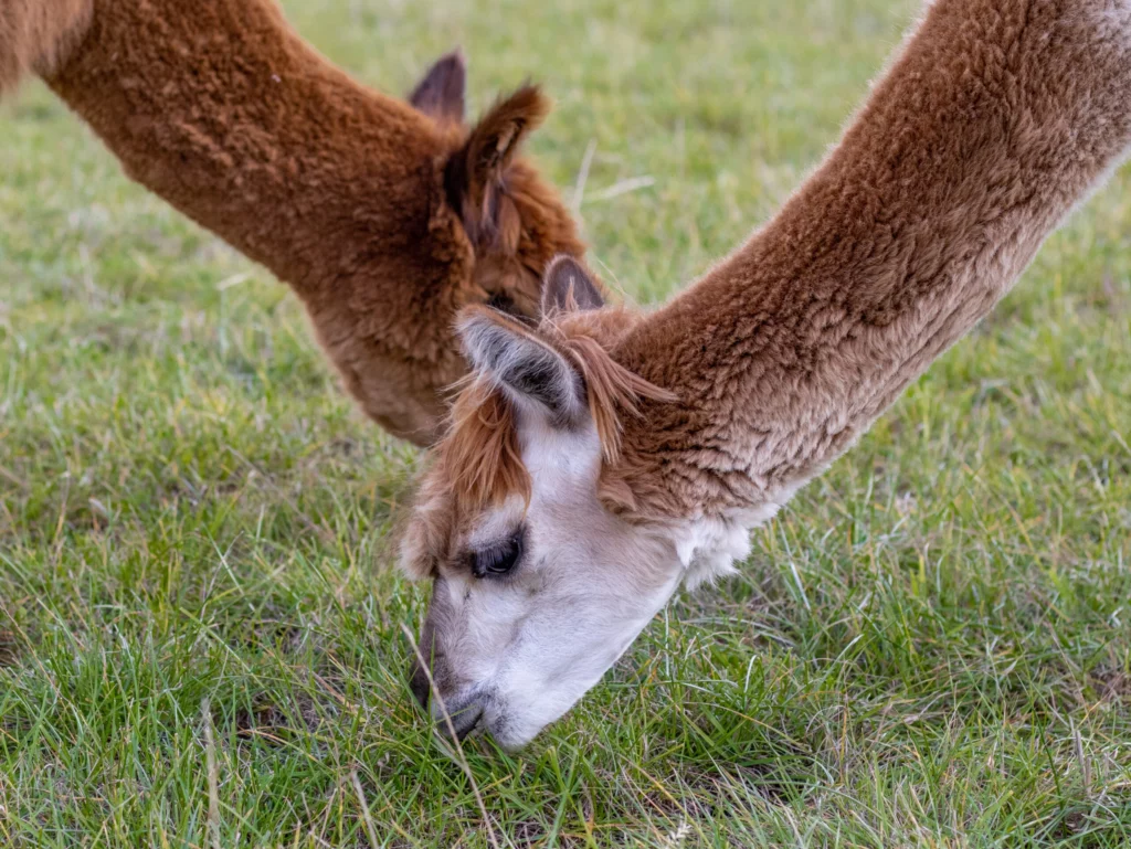 hola alpaca