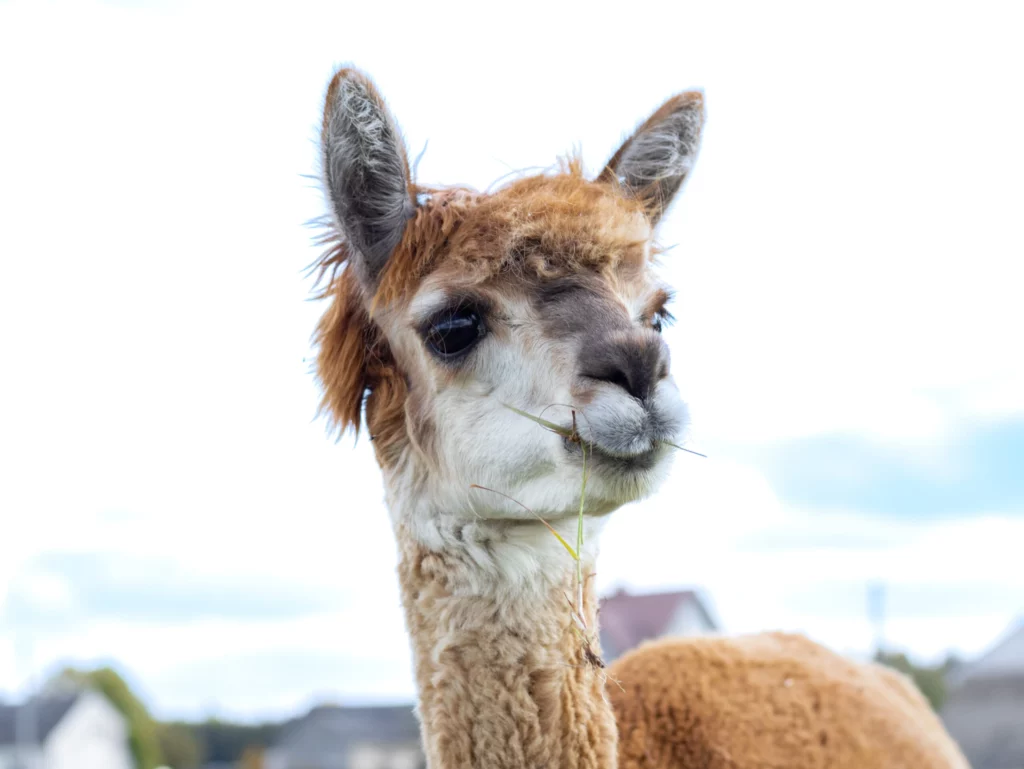 hola alpaca