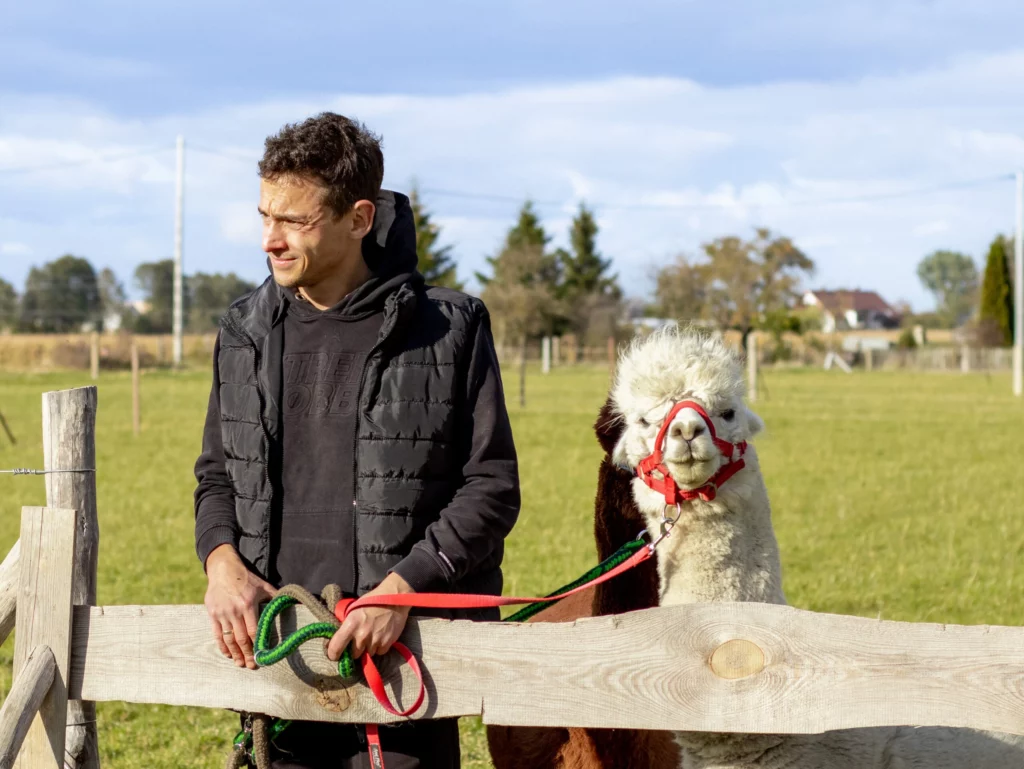 hola alpaca