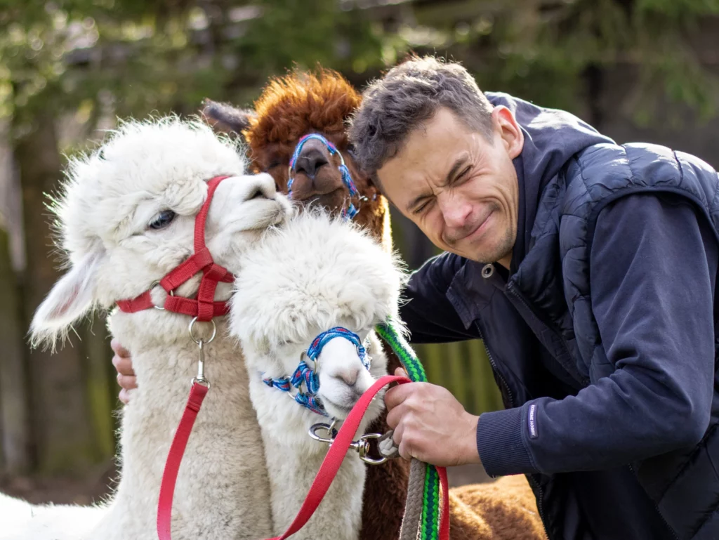 hola alpaca