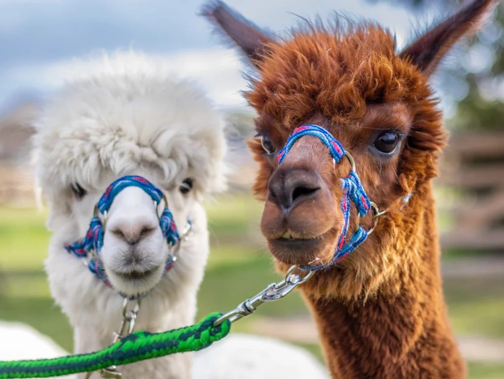 hola alpaca