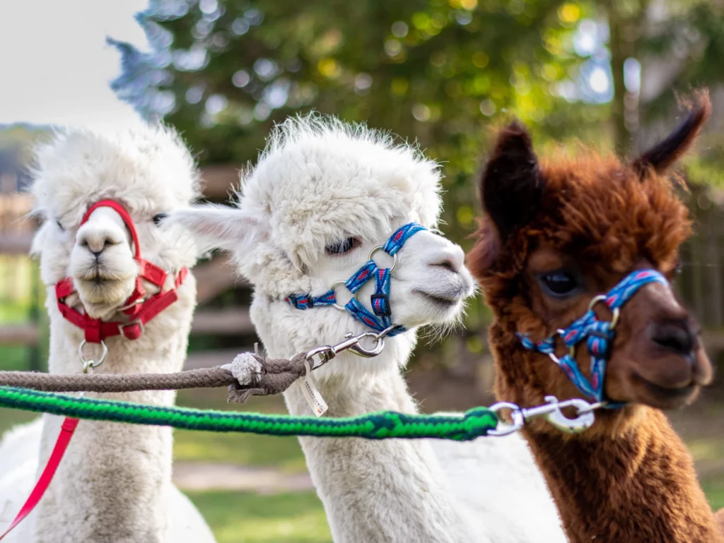 hola alpaca