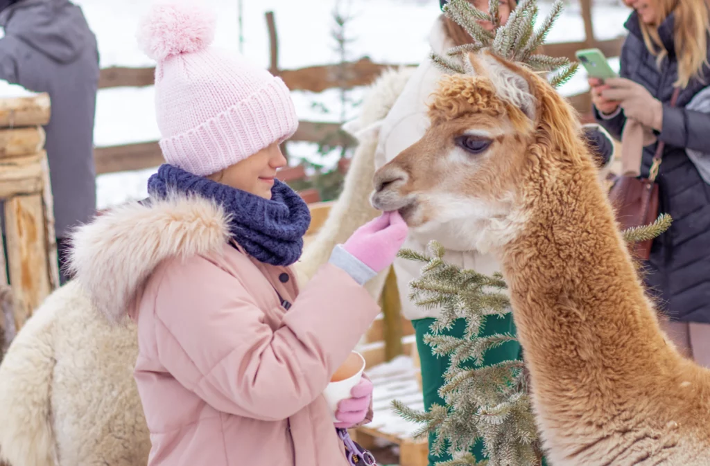 hola alpaca