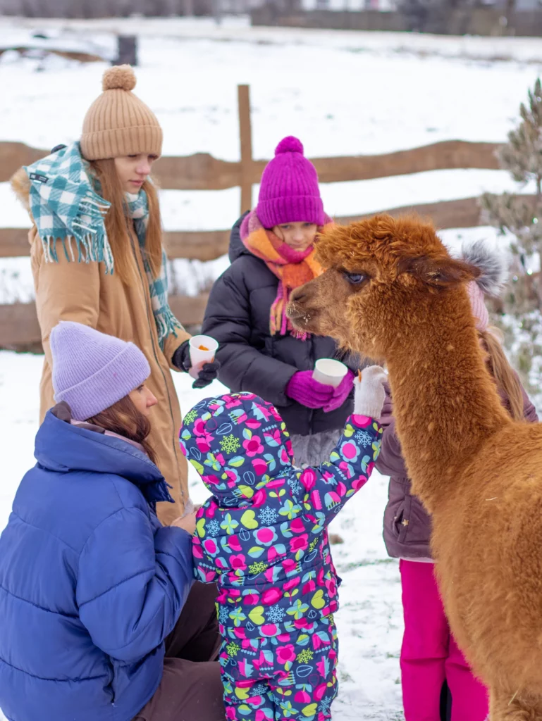 hola alpaca