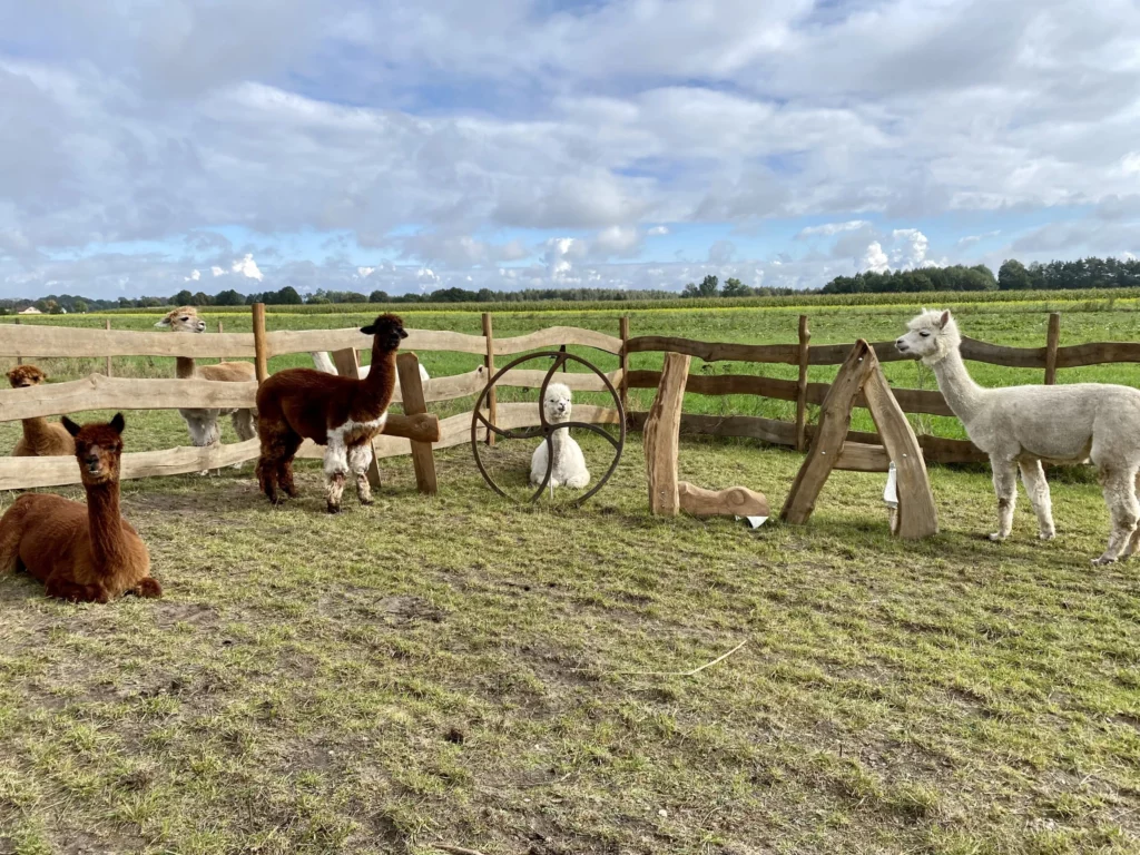 hola alpaca