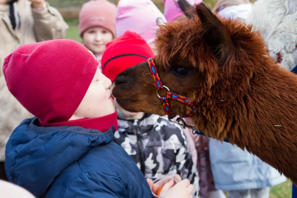hola alpaca