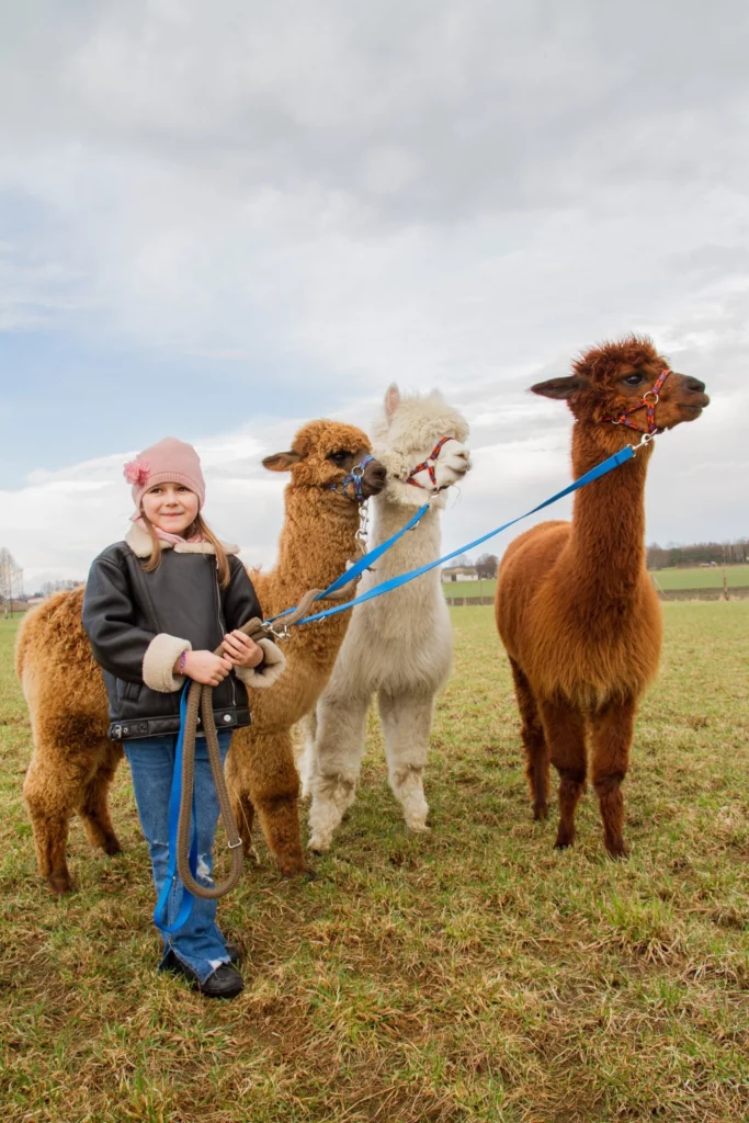 hola alpaca