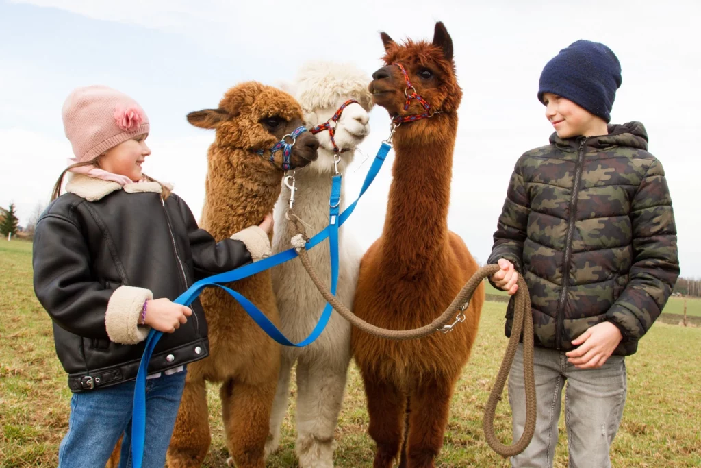 hola alpaca