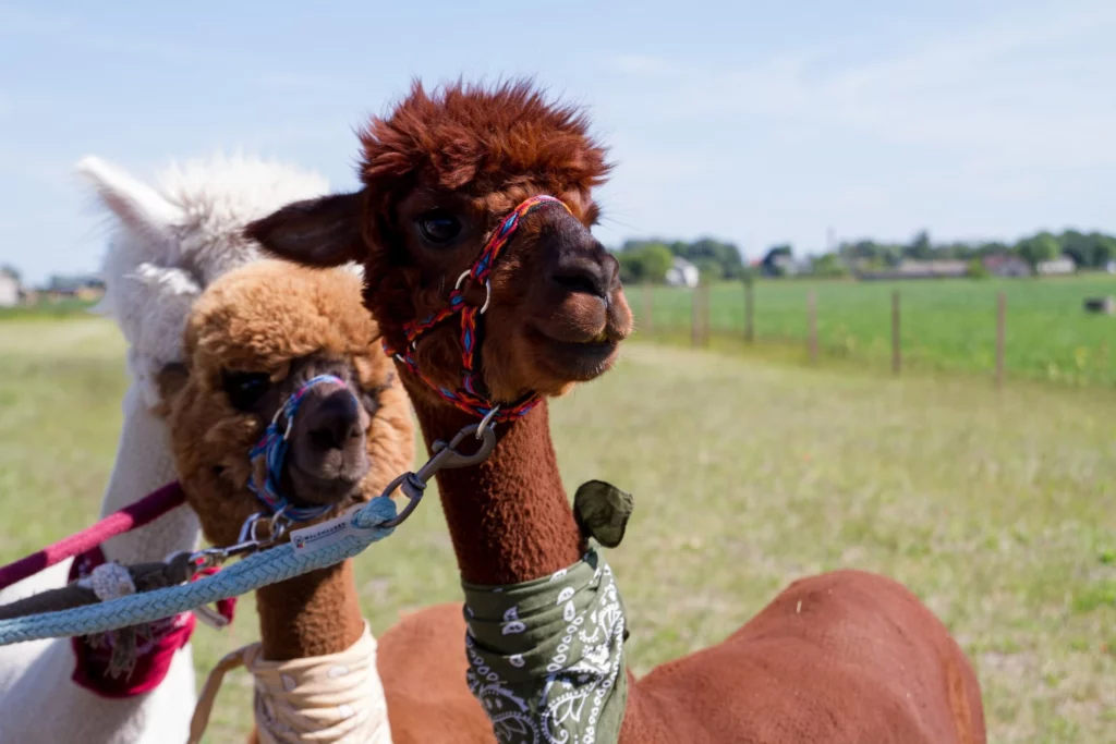 hola alpaca
